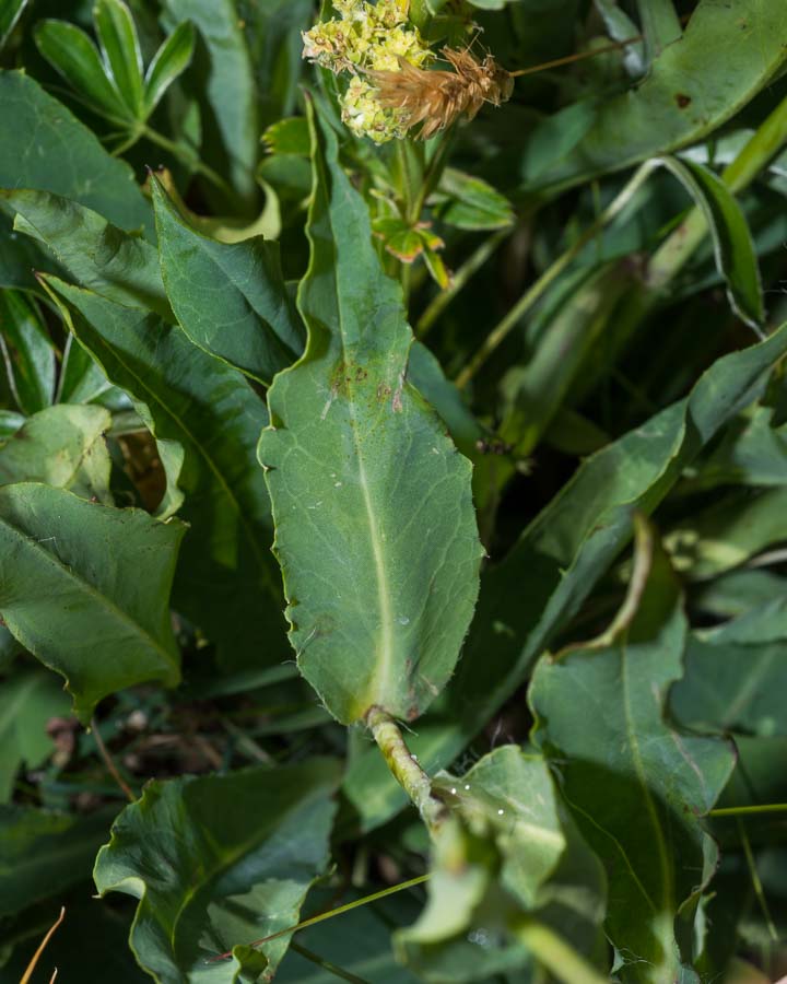 Asteracea in crinale - Hieracium sp.